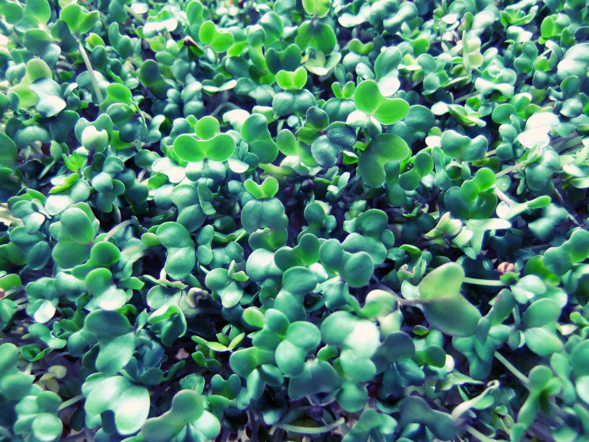 Broccoli Sprouts Sulforaphane
