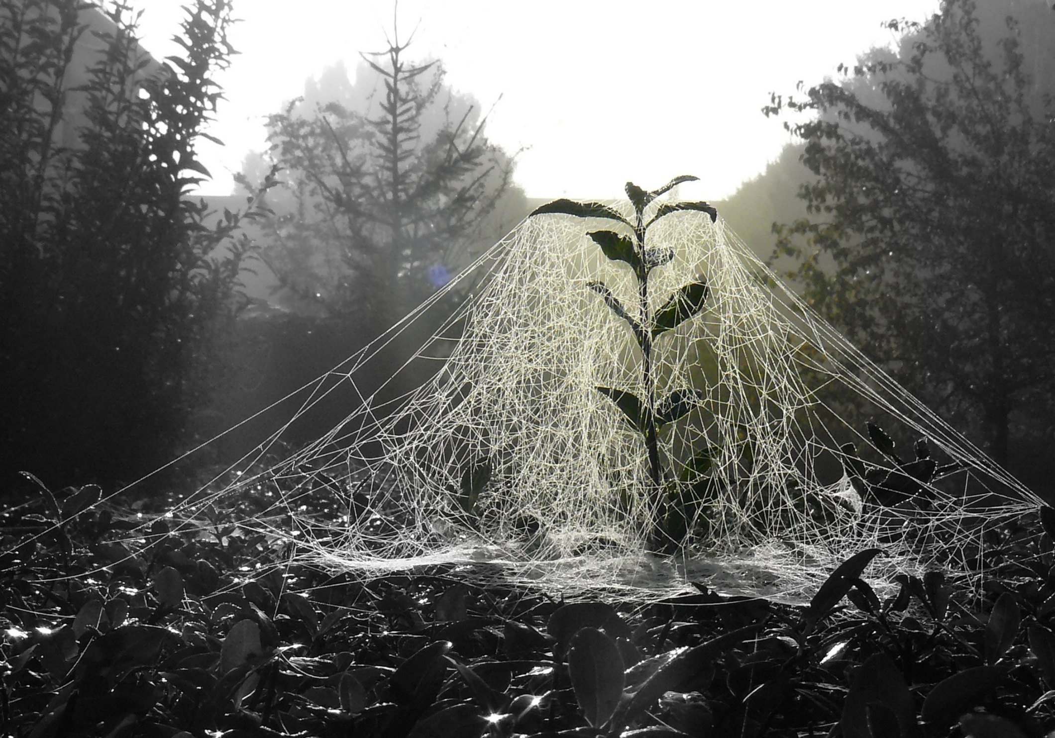 webs of belief
